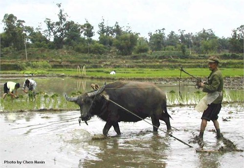 Ox surfing in Sichuan