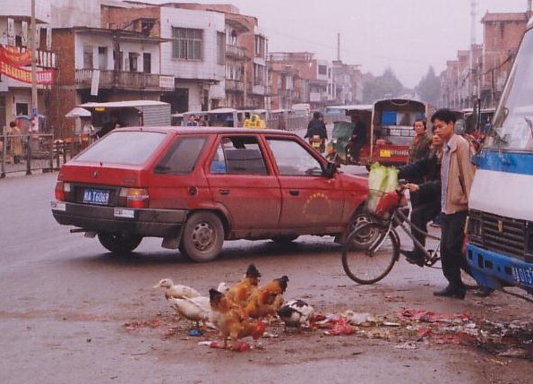 The chooks in the road