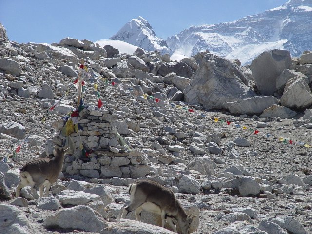 ct-dw-Goats-at-EverestBase-Camp.jpg (253479 bytes)