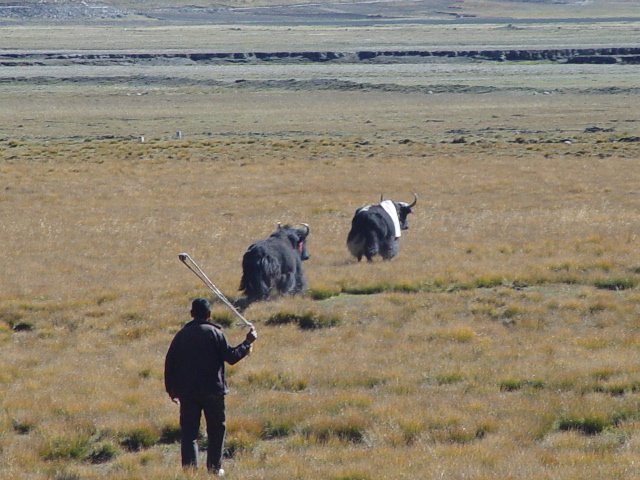 ct-dw-Slingshot-Yak-Herding.jpg (187661 bytes)