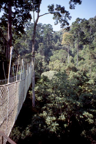 This walkway was scary--40 meters above the ground!