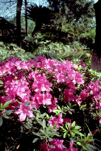 In the early 1900s, western plant explorers discovered many rhododendron species in China.