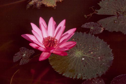 water lily tattoo. Water lily in Sukhothai