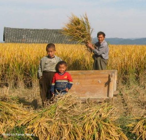 October is harvest time. 
The rice is threshed in bundles 
by hitting it against a wodden vat.