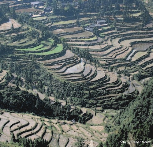 Guizhou's mountains are steep and growing rice is arduous