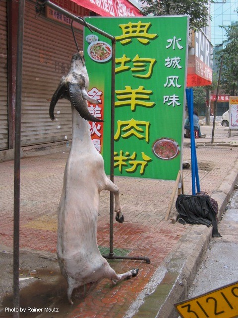 This goat advertises a goat-meat restaurant