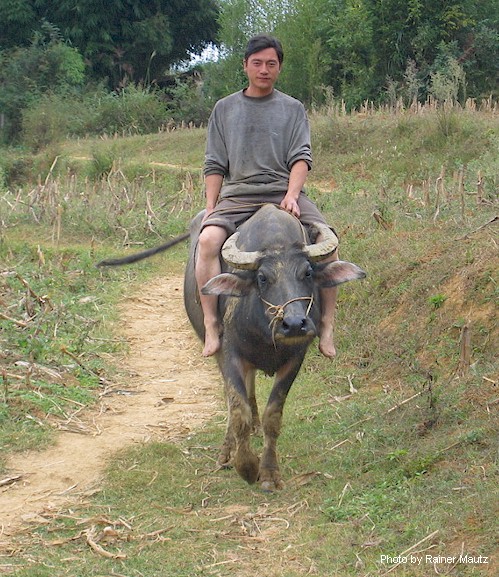 Riding an Ox