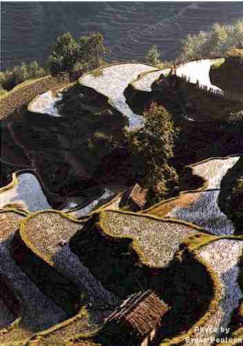 Rice Terraces of Longsheng