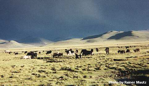 Yaks grazing