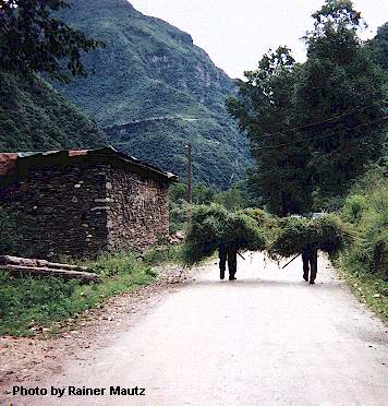 Walking hay seen right after leaving Danba