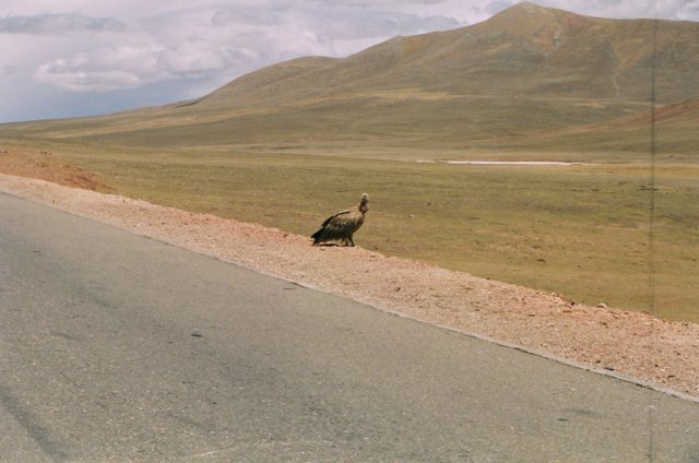A vulture. There was a flock of about 12.