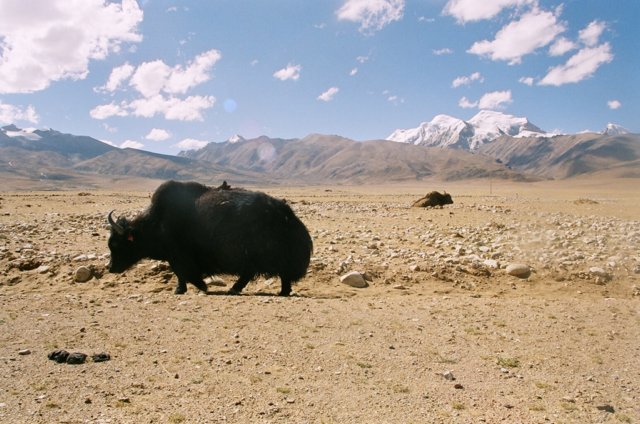 Once bike was fixed in Lhasa, I headed back north to Nam Tso top make up for lost ground. Scenery flora and fauna changed again.