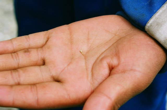 Responsible for my first flat. It is the hand of a ten year old, so the thorn is especially small.