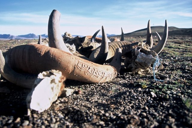 Encrypted yak horns laid at the pass. 5200mts???