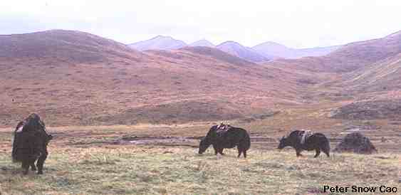 yaks.jpg (12474 bytes)